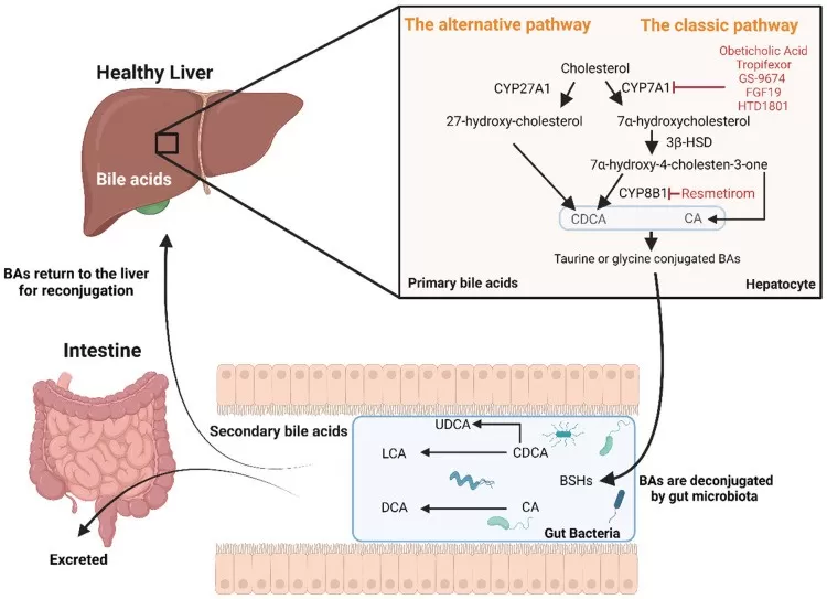 Cholesterol Metabolism and 27-Hydroxycholesterol Formation via Classic and Alternative Bile Acid Pathways